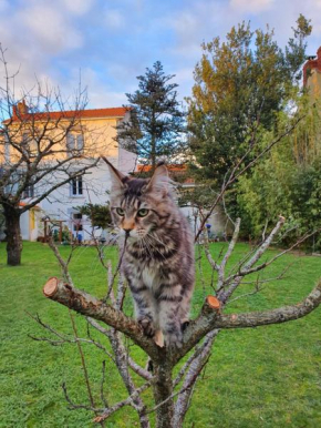 La Maison du Main Coon